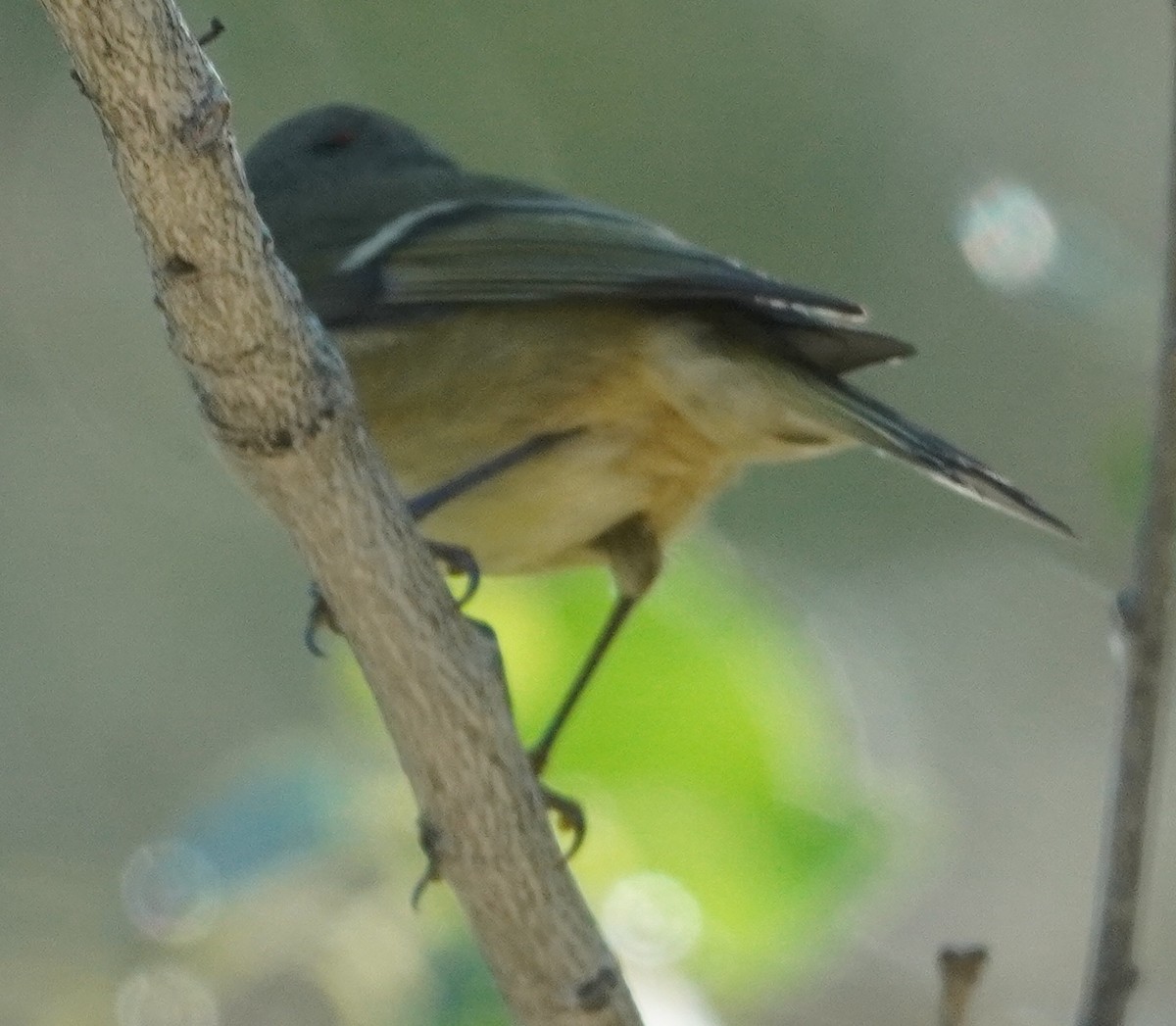 Золотомушка рубіновочуба - ML644436195