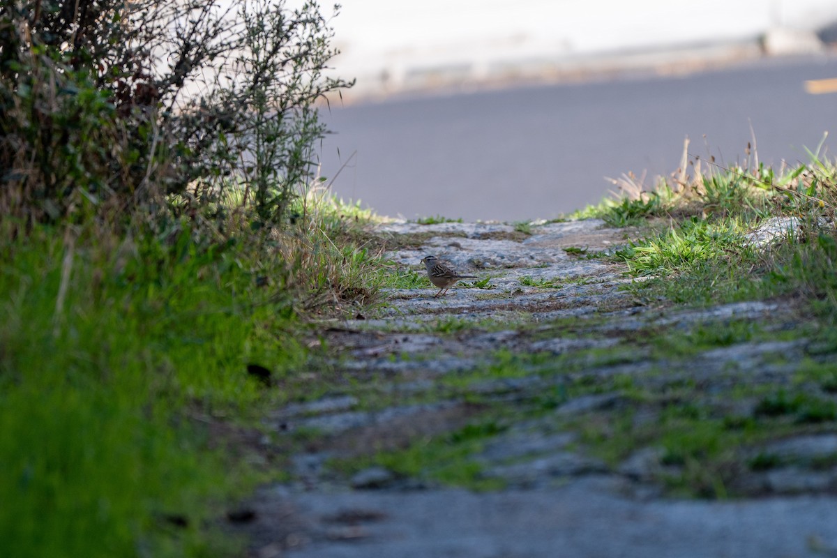 Бруант білобровий - ML644436196