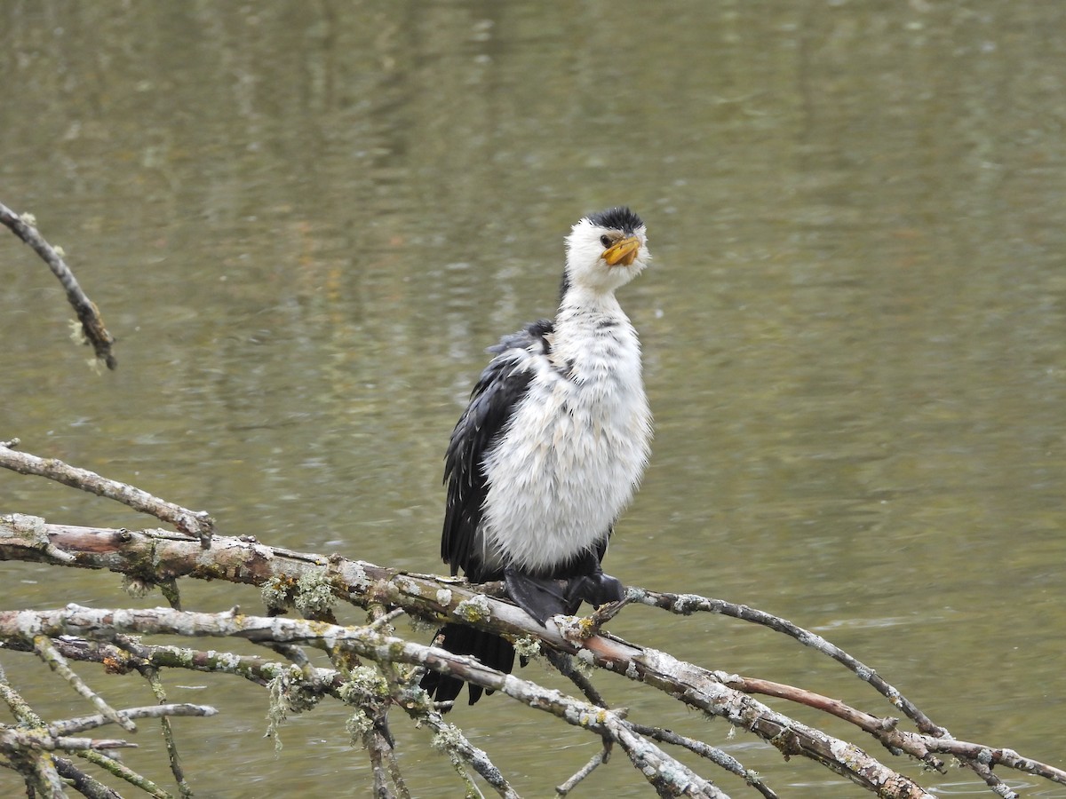 Баклан строкатий - ML644436197