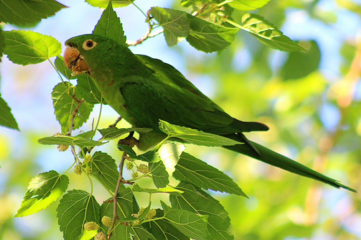 Аратинга венесуельський - ML644436200