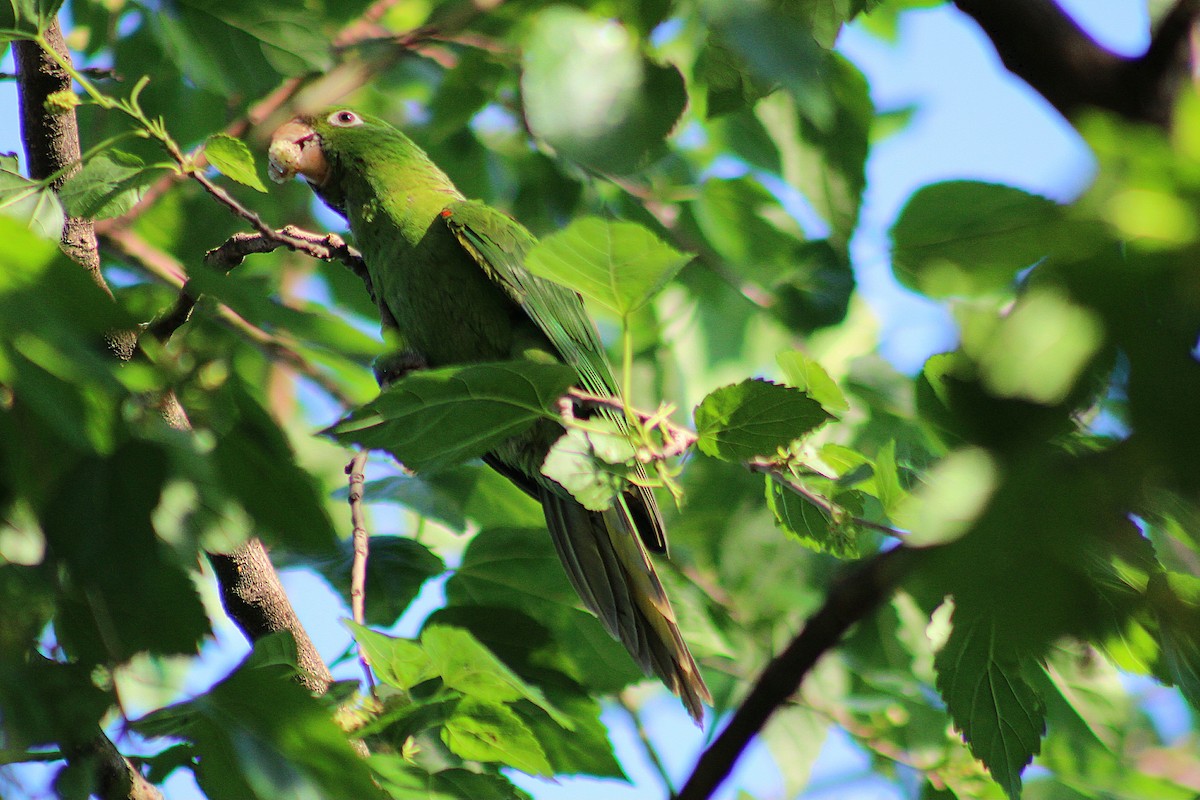 Аратинга венесуельський - ML644436201