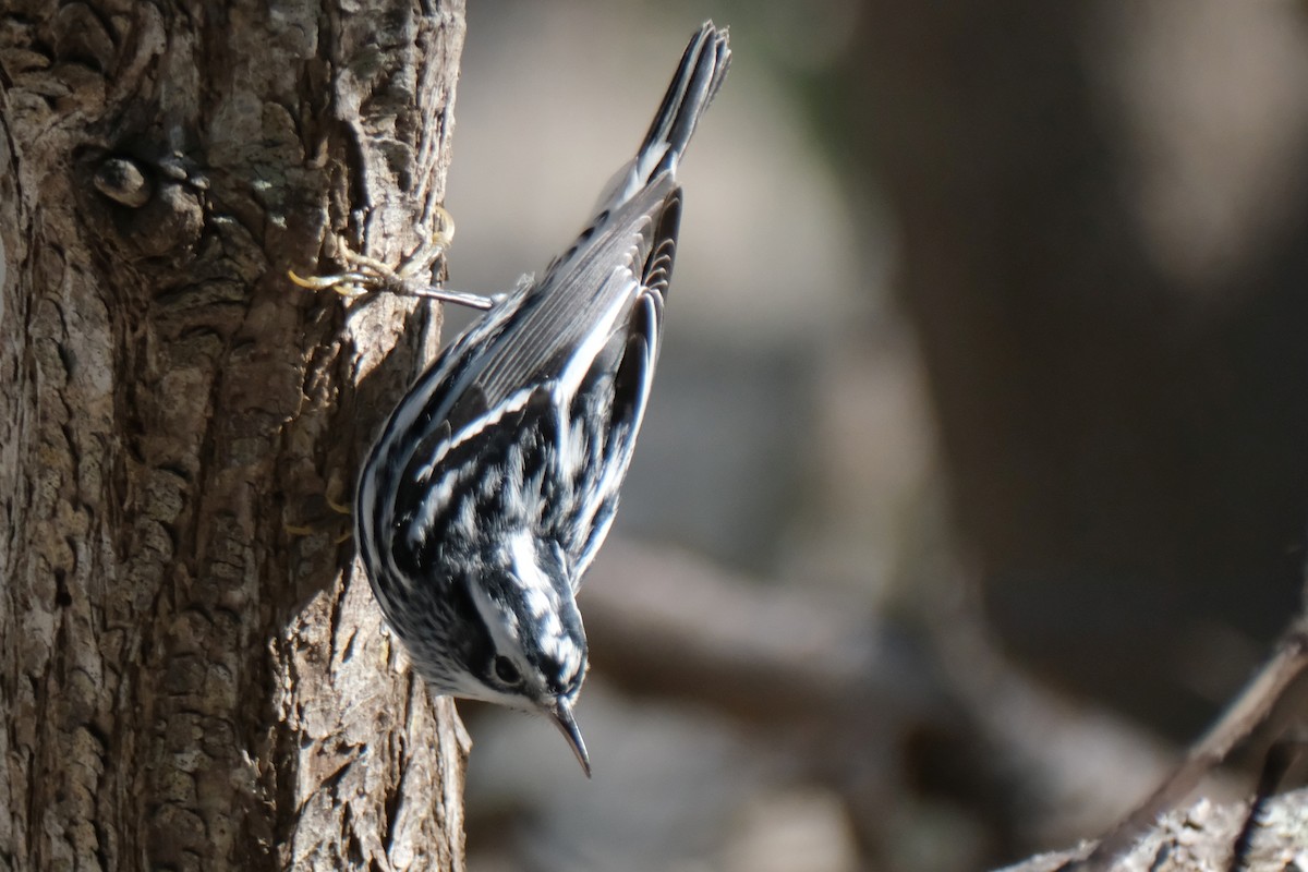 Пісняр строкатий - ML644436202