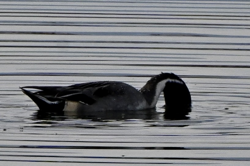Шилохвіст північний - ML644436203