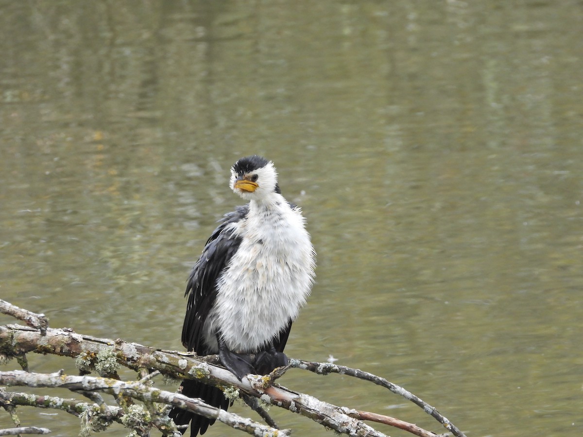 Баклан строкатий - ML644436204