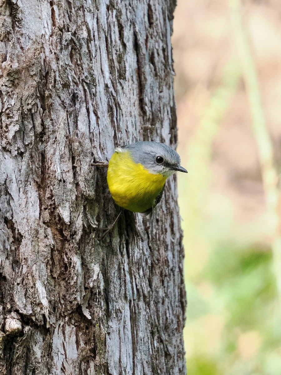 Королець жовтий - ML644436205