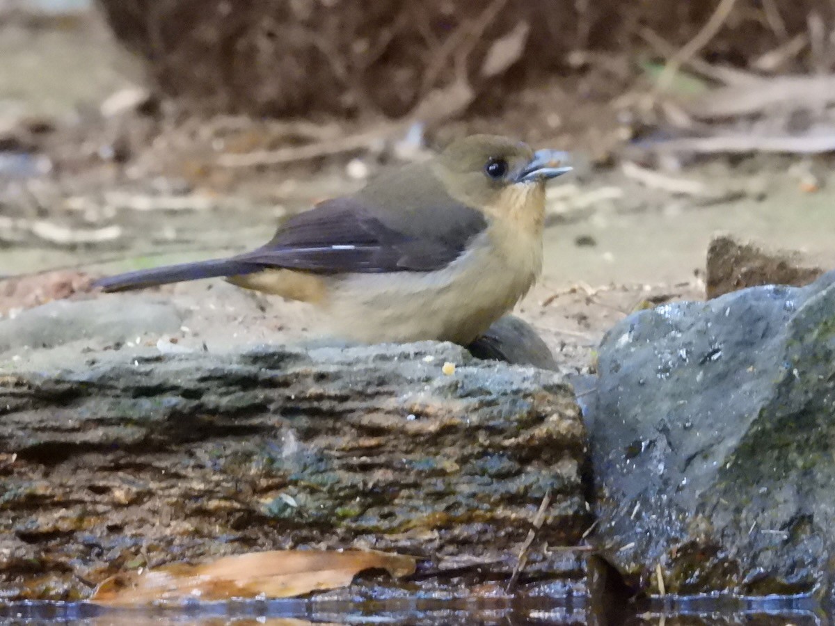 Танагра амазонійська - ML644436210