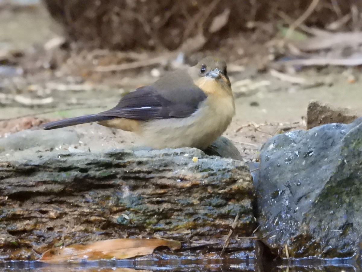 Танагра амазонійська - ML644436211