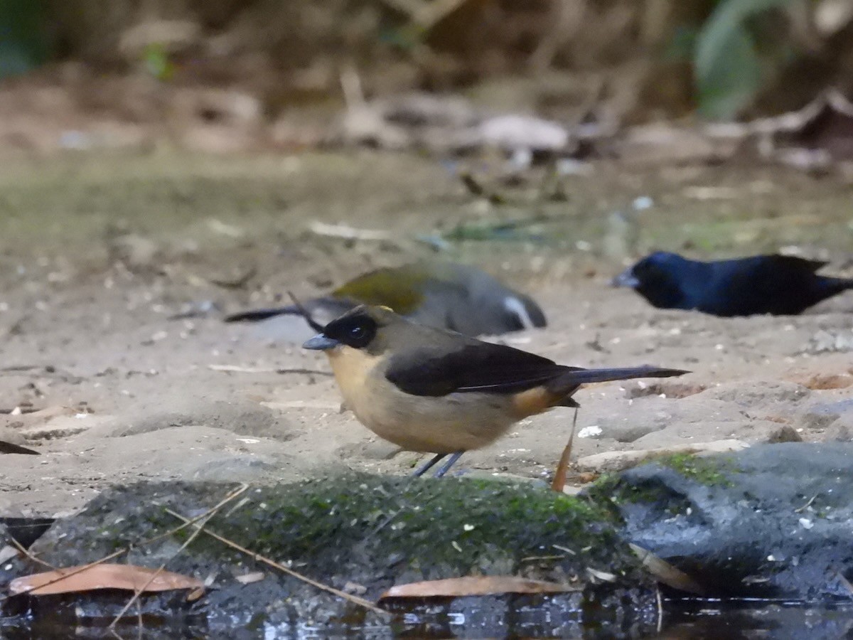 Танагра амазонійська - ML644436212