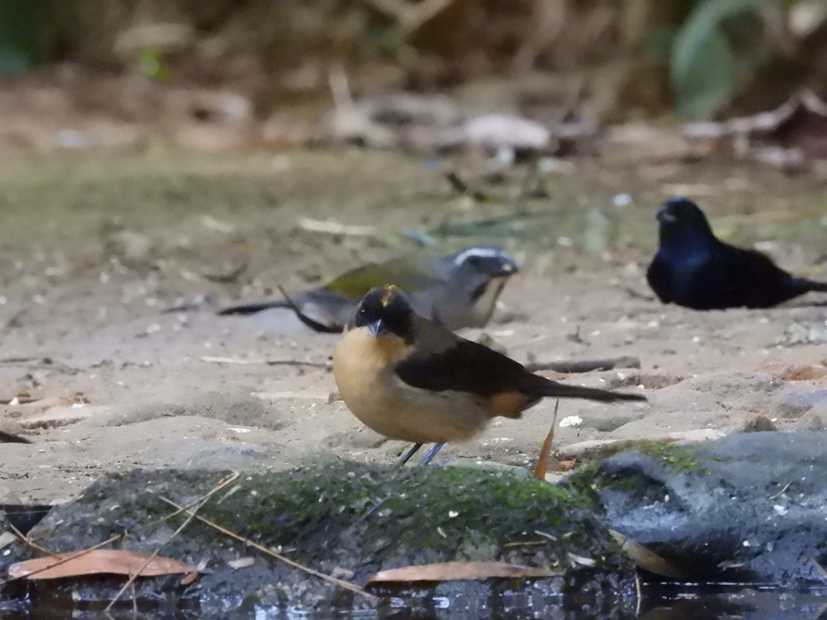 Танагра амазонійська - ML644436213