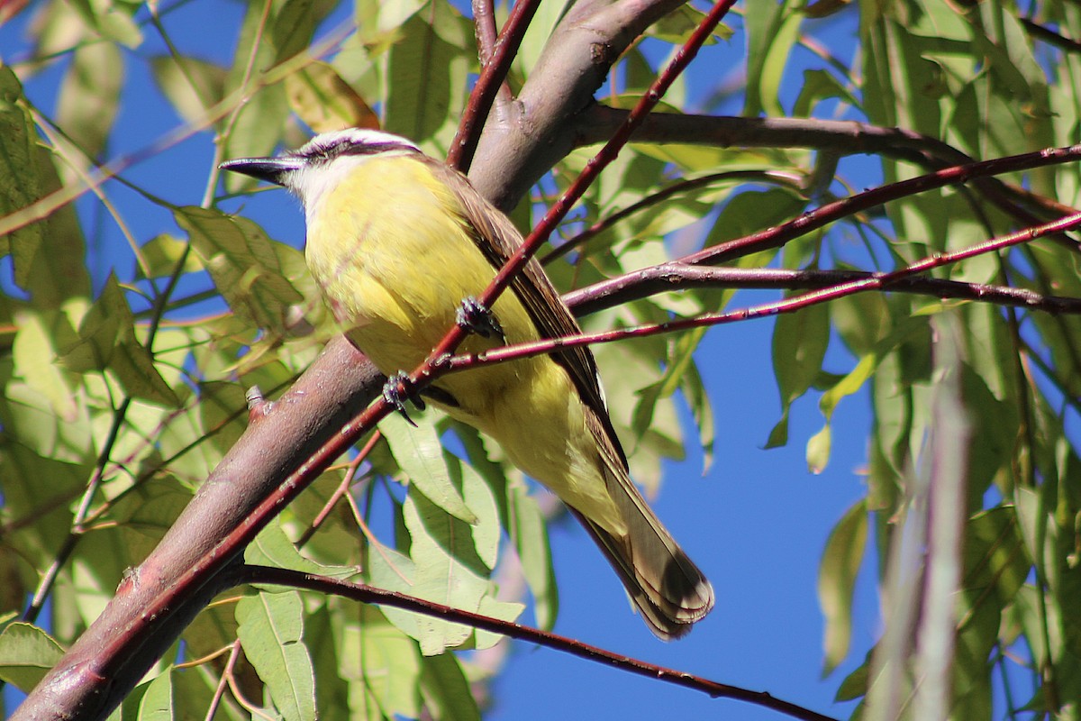 Пітанга велика - ML644436215