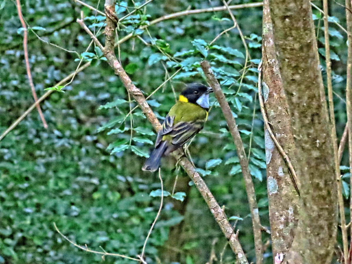 Golden Whistler - ML644436216