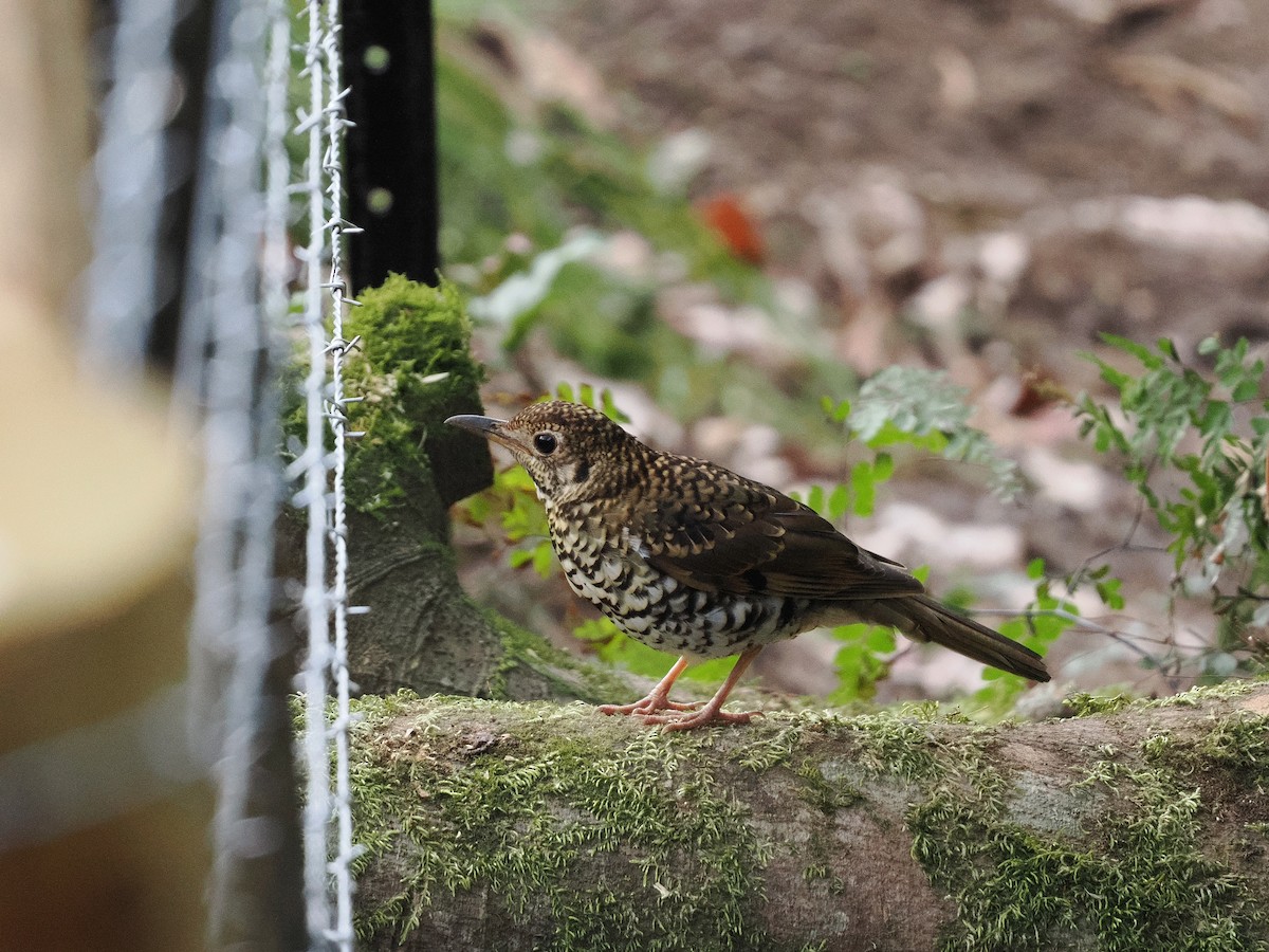 Квічаль австралійський - ML644436217