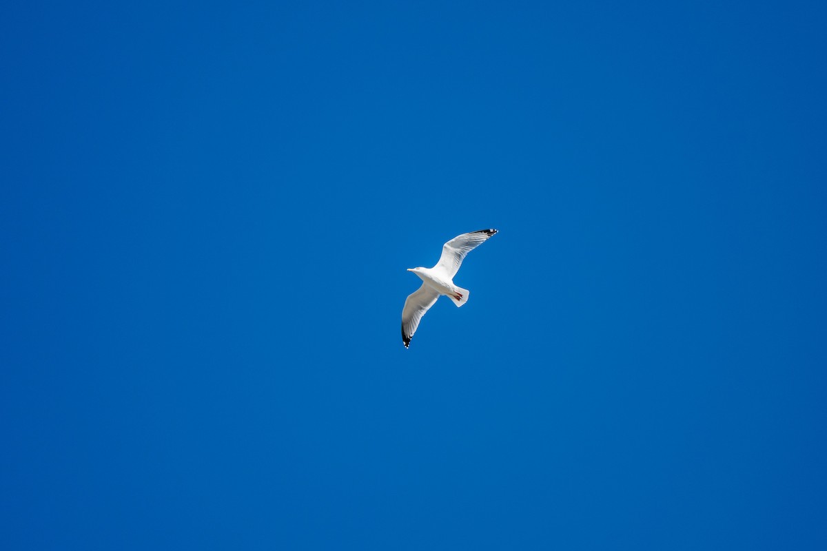 Мартин західний - ML644436219