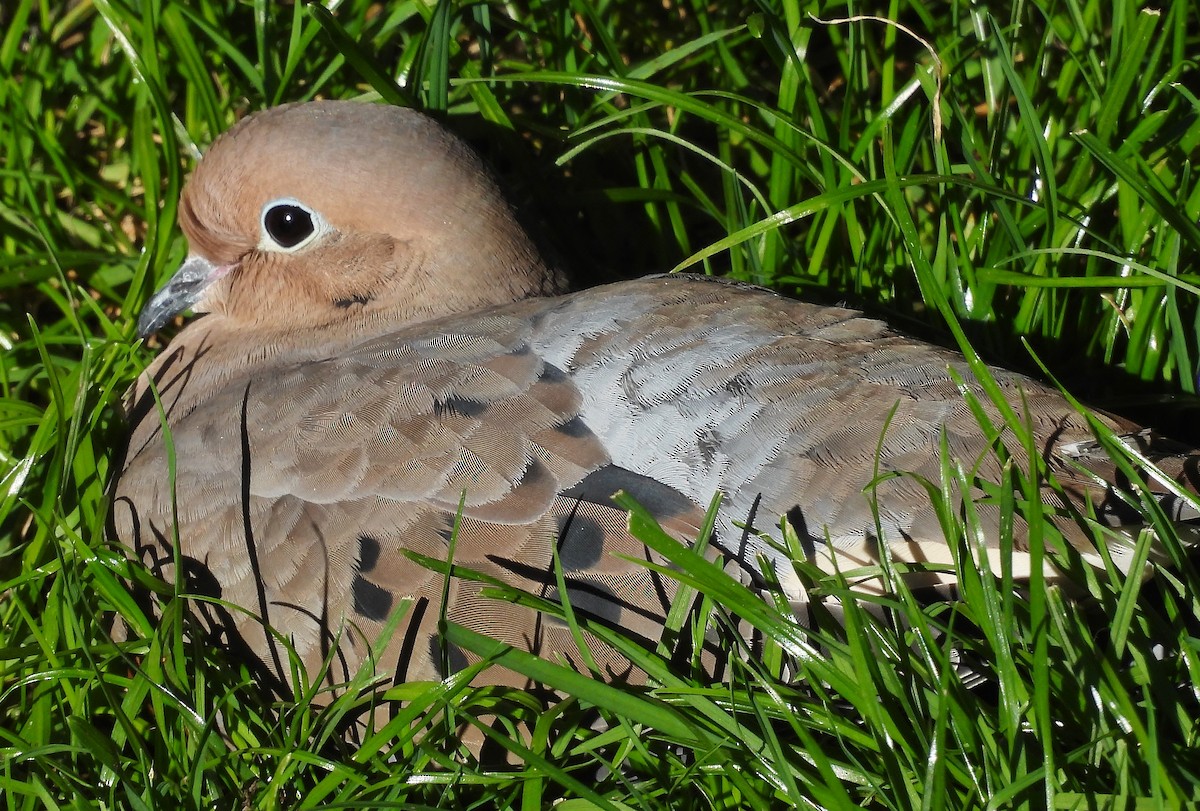 Зенаїда північна - ML644436220