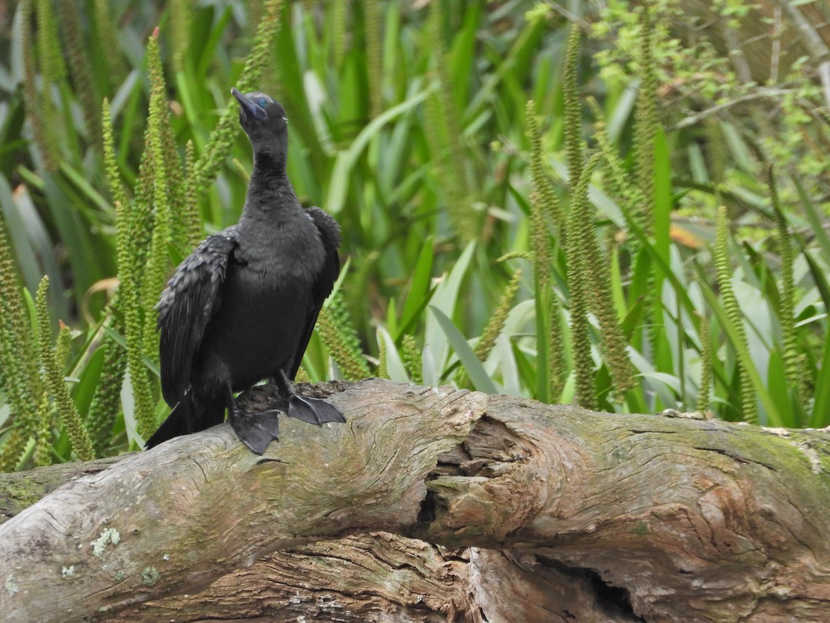 Баклан індонезійський - ML644436221