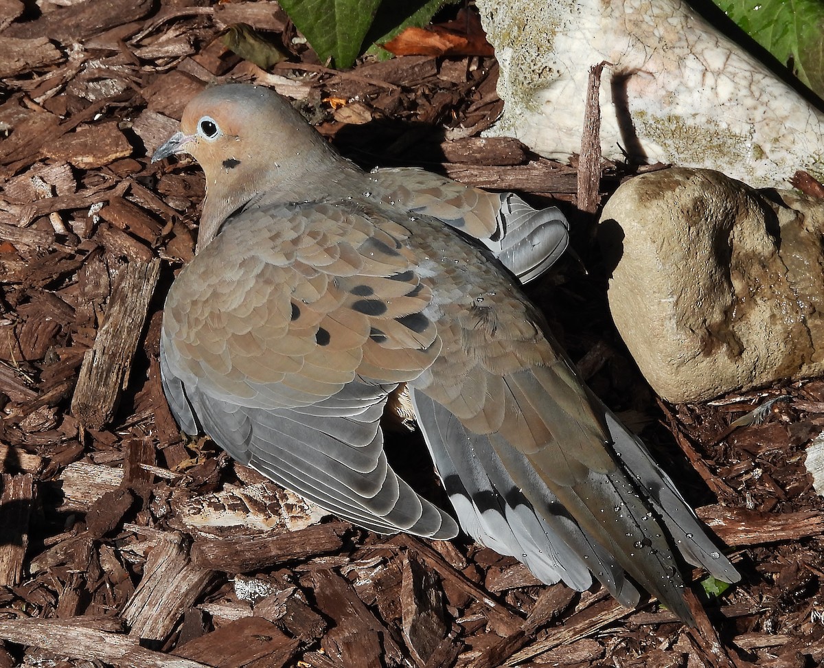 Зенаїда північна - ML644436222