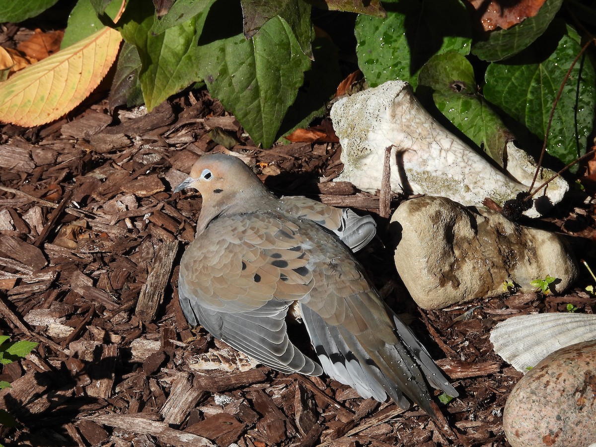 Зенаїда північна - ML644436223