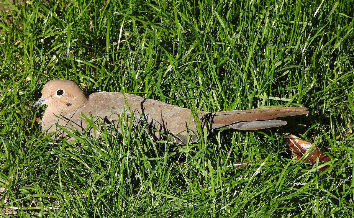 Зенаїда північна - ML644436224