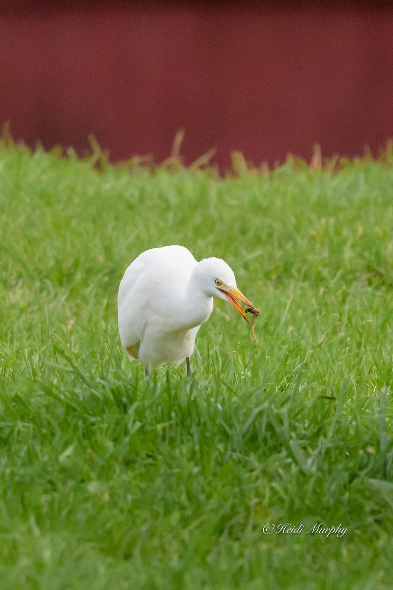 Чапля єгипетська західна - ML644436229