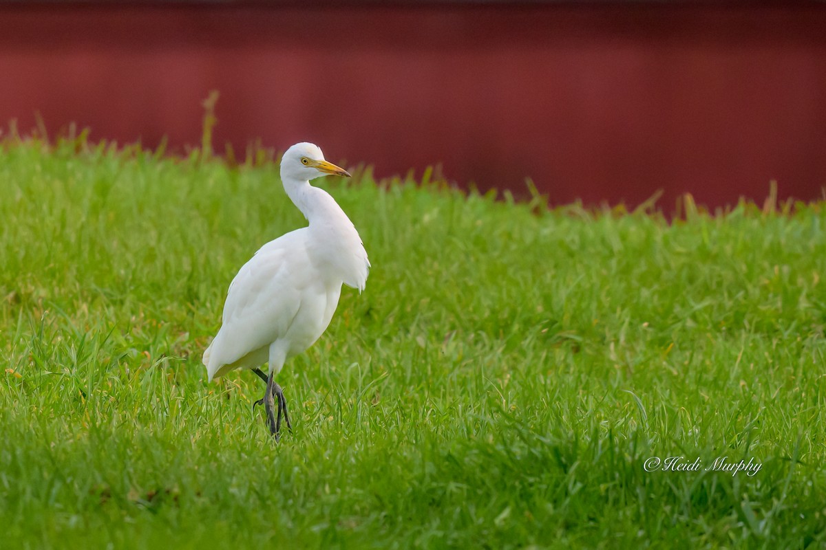 Чапля єгипетська західна - ML644436230