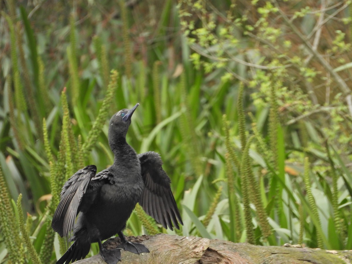 lagfiskeskarv - ML644436232