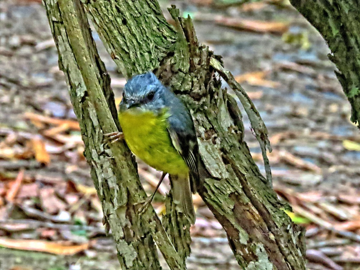 Королець жовтий - ML644436233