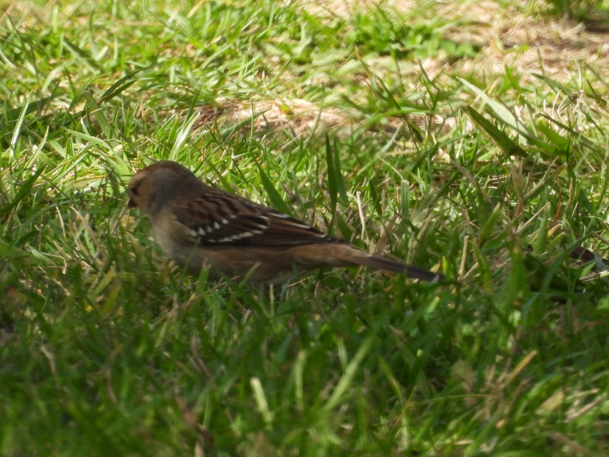 Бруант білобровий - ML644436234