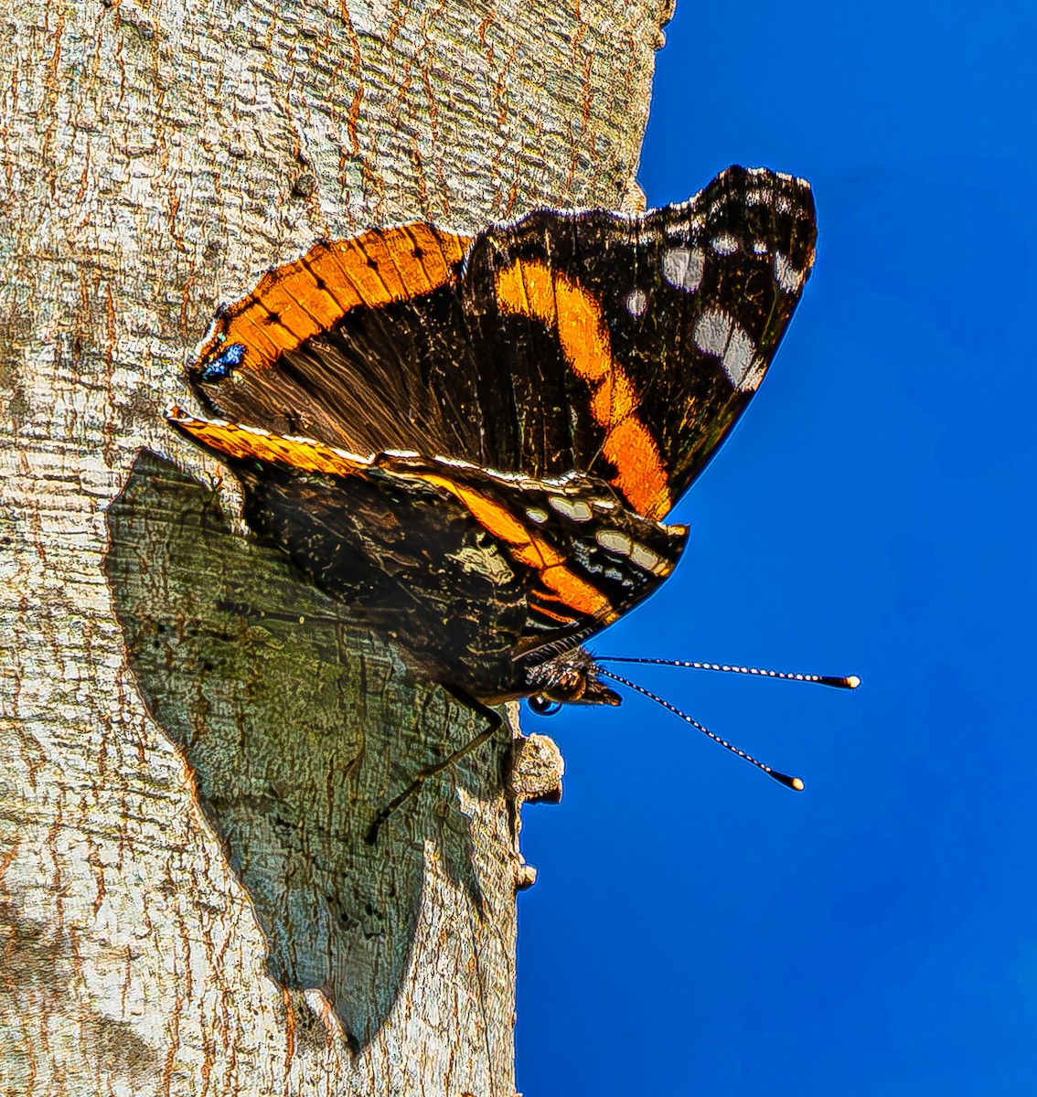 Red Admiral - ML644436235
