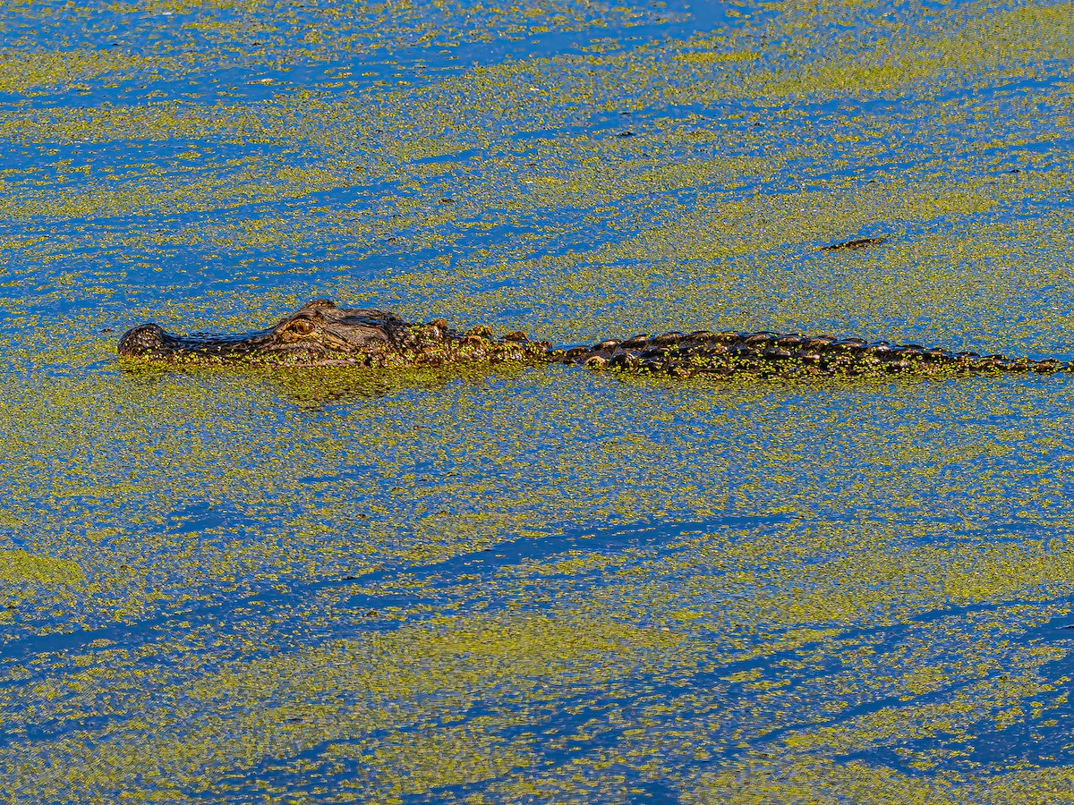 American Alligator - ML644436236