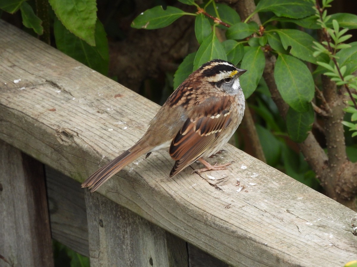 White-throated Sparrow - ML644436238