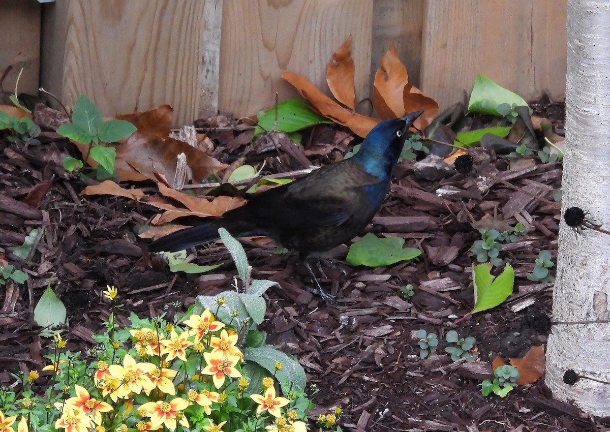 Common Grackle - ML644436244