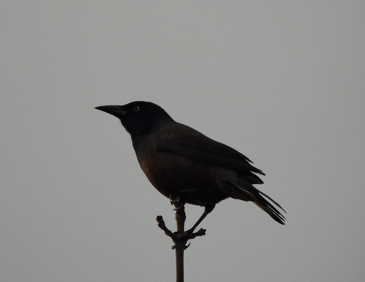Common Grackle - ML644436245