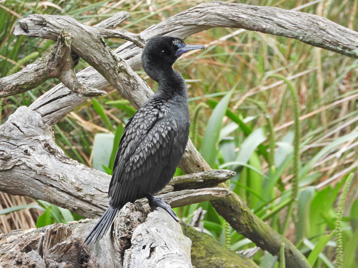 lagfiskeskarv - ML644436247