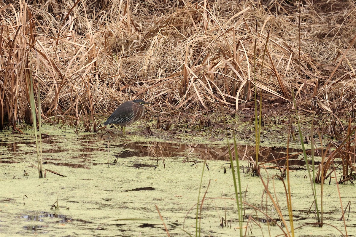Green Heron - ML644436250