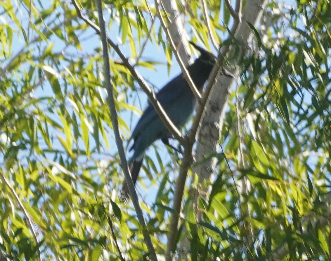 Steller's Jay - ML644436255