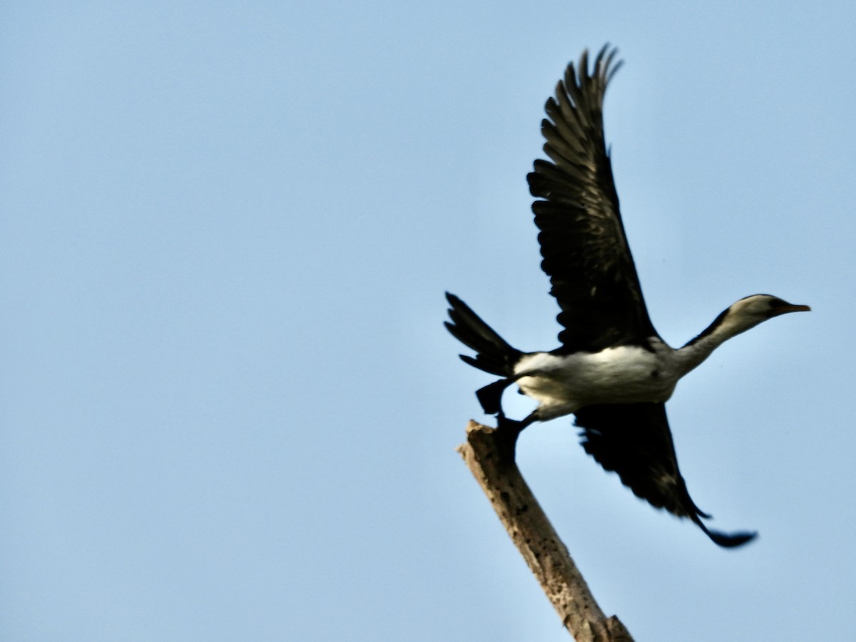 Little Pied Cormorant - ML644436266