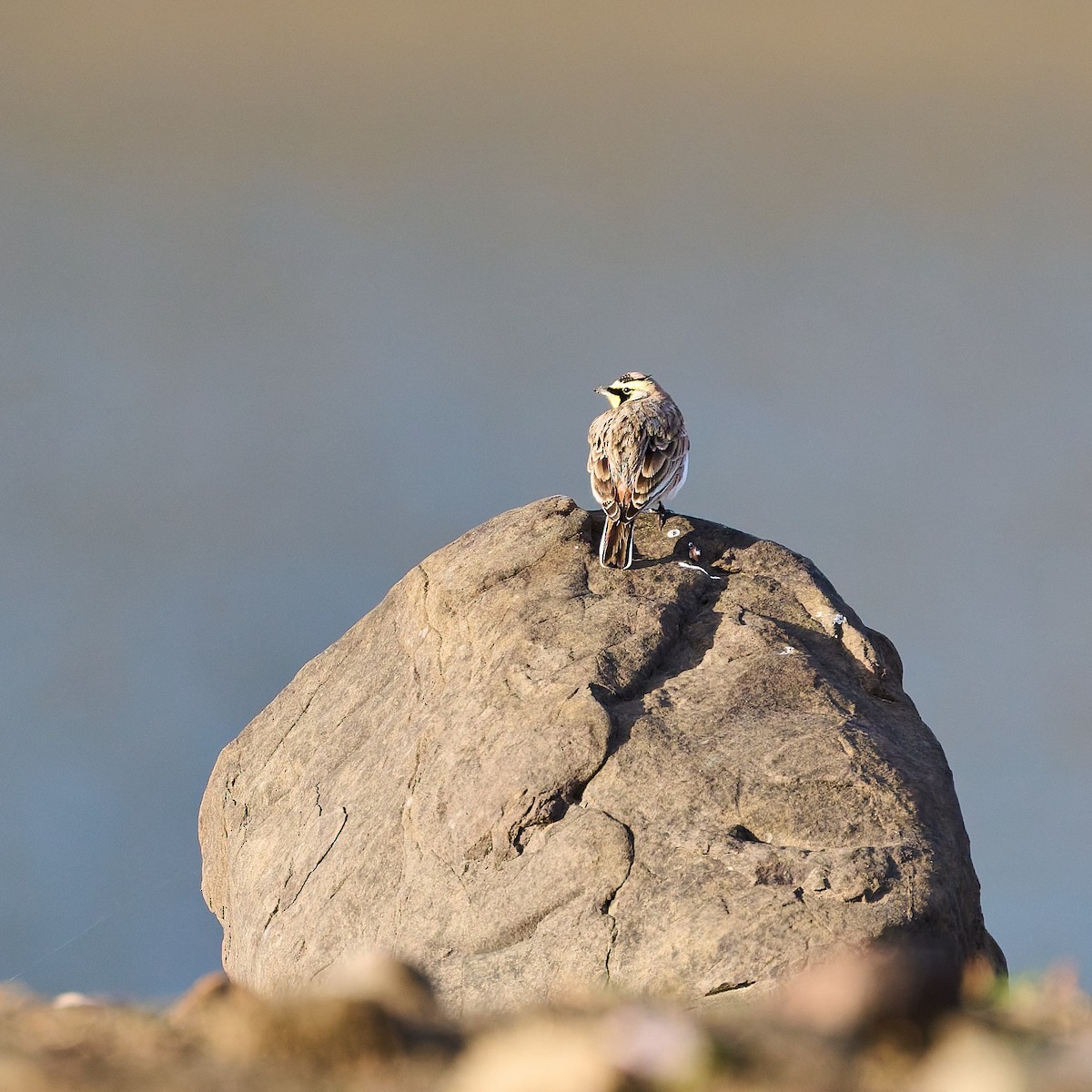 Horned Lark - ML644436267