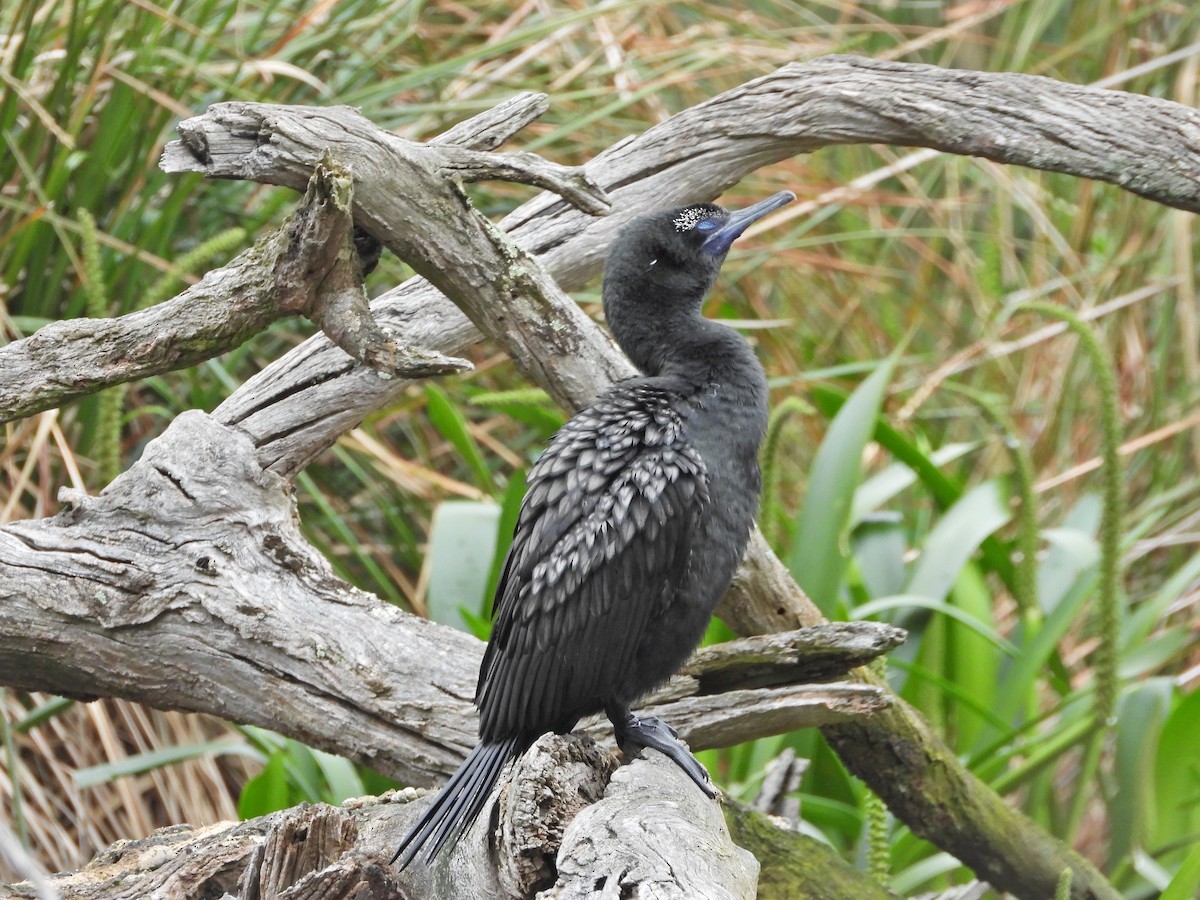 lagfiskeskarv - ML644436271