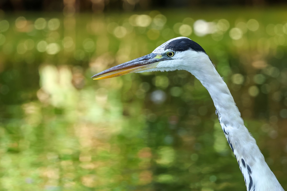 Чапля сіра - ML644436273