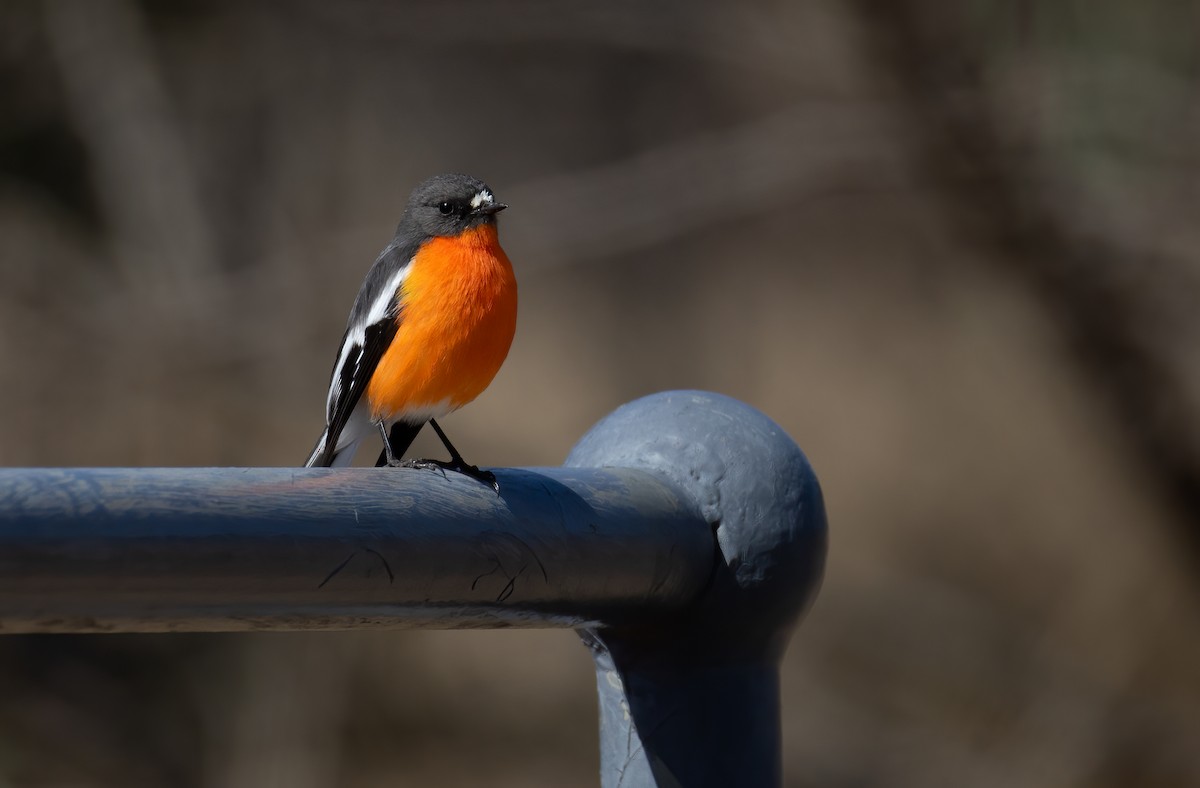 lejsčík ohnivý - ML644436281