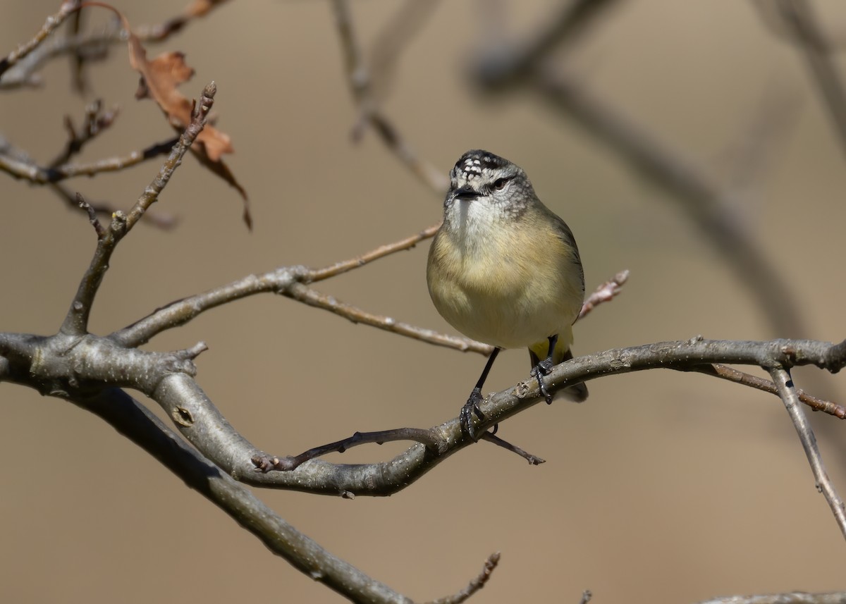 コモントゲハシムシクイ - ML644436284