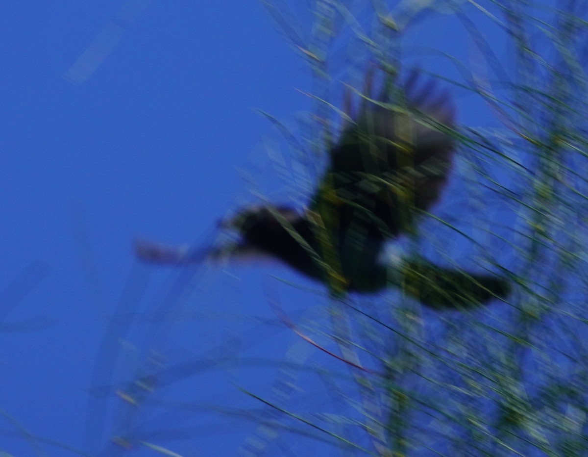 Steller's Jay - ML644436289