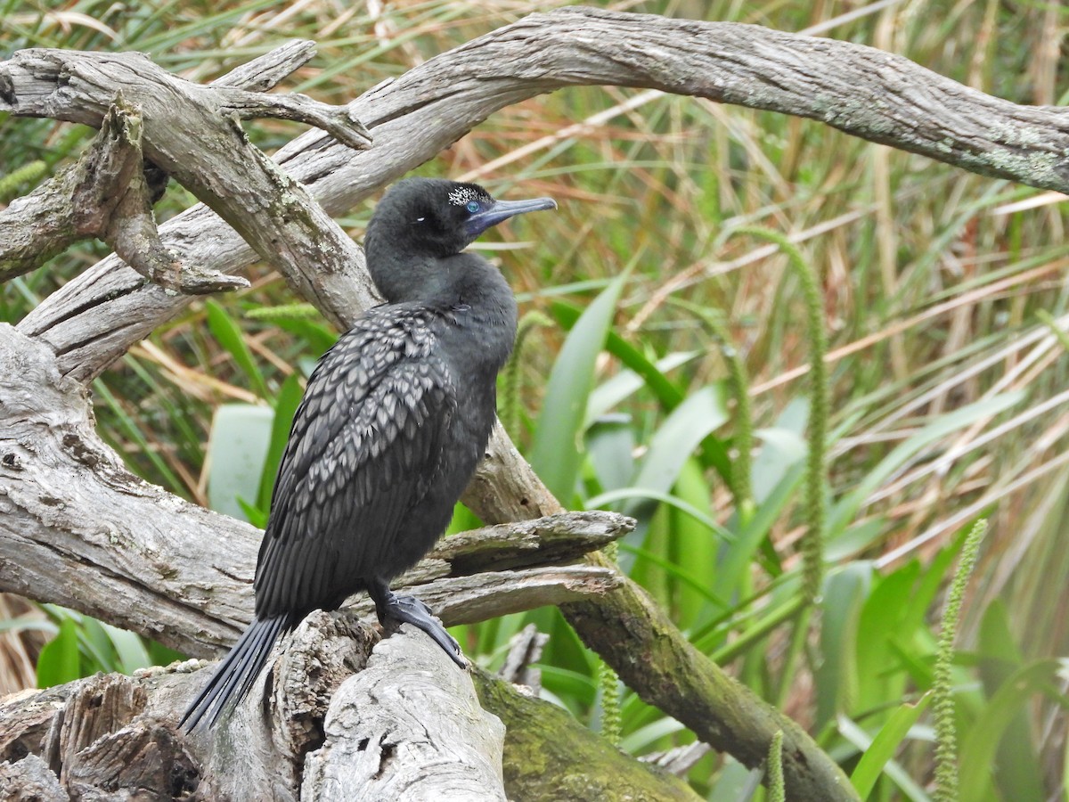 lagfiskeskarv - ML644436323