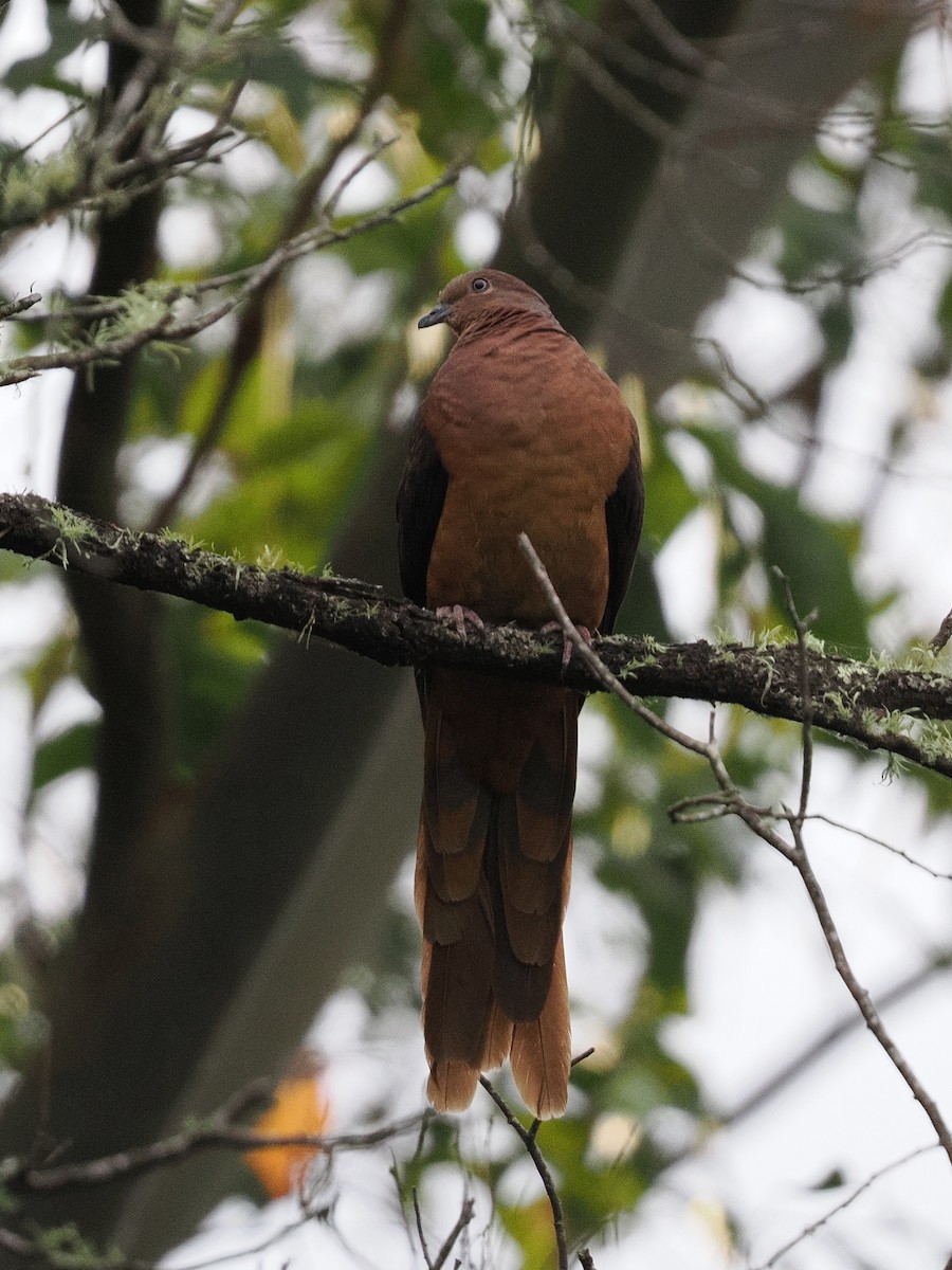 Phasianelle brune - ML644436325