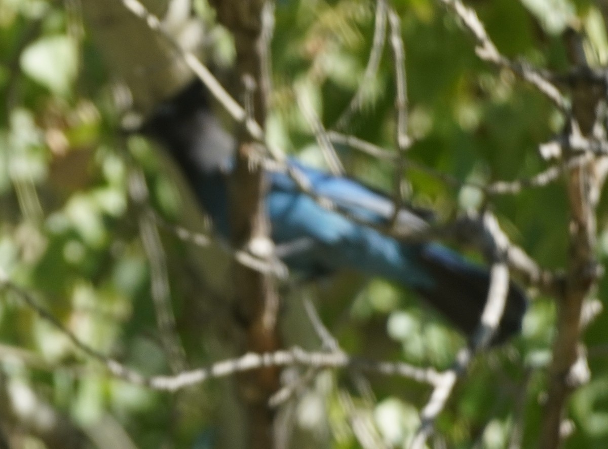 Steller's Jay - ML644436339