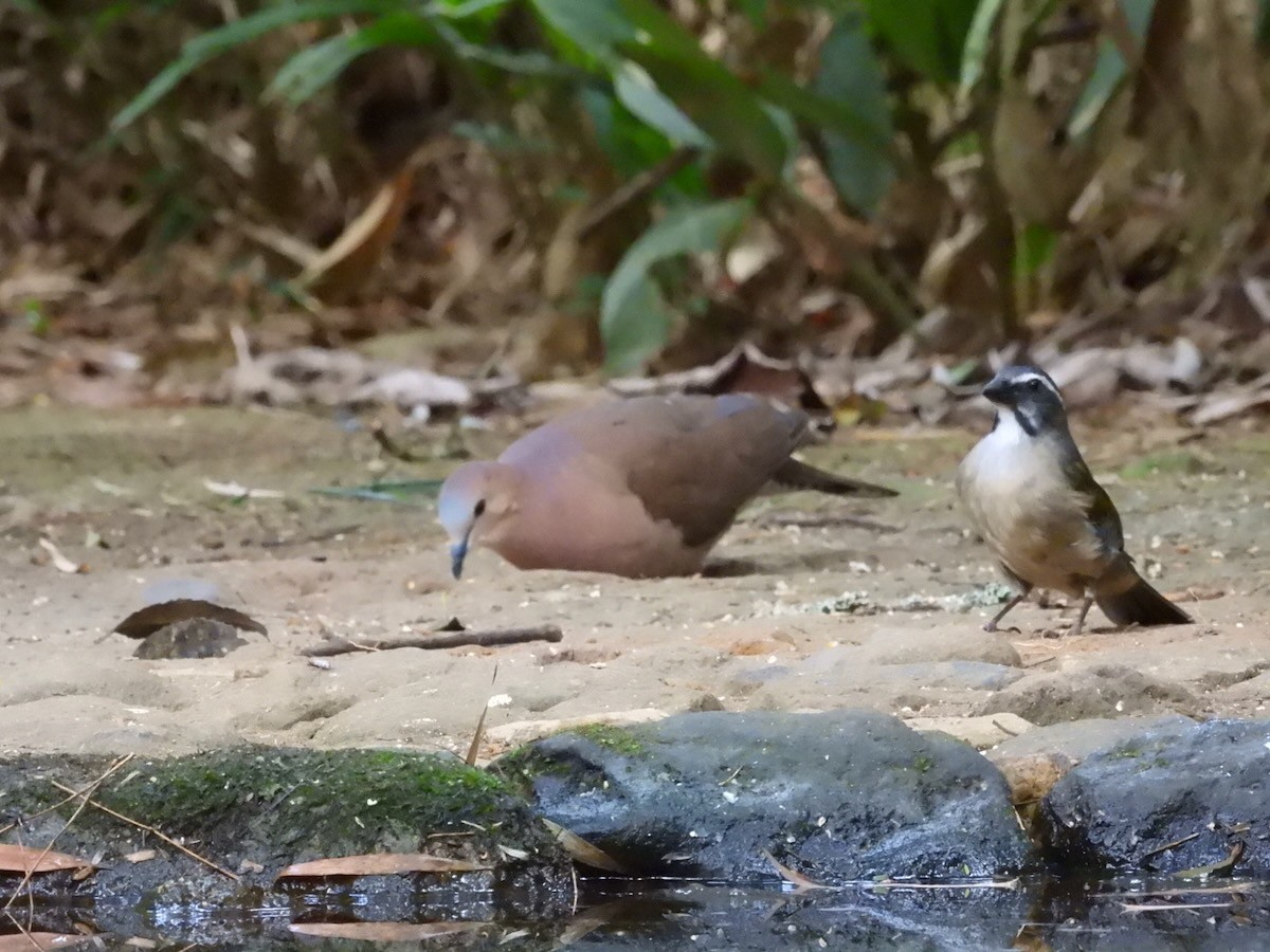 gråpannedue - ML644436343