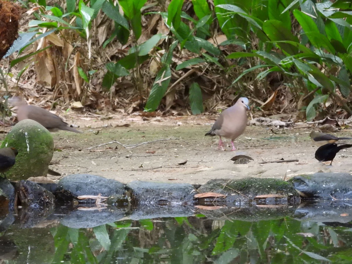 gråpannedue - ML644436344