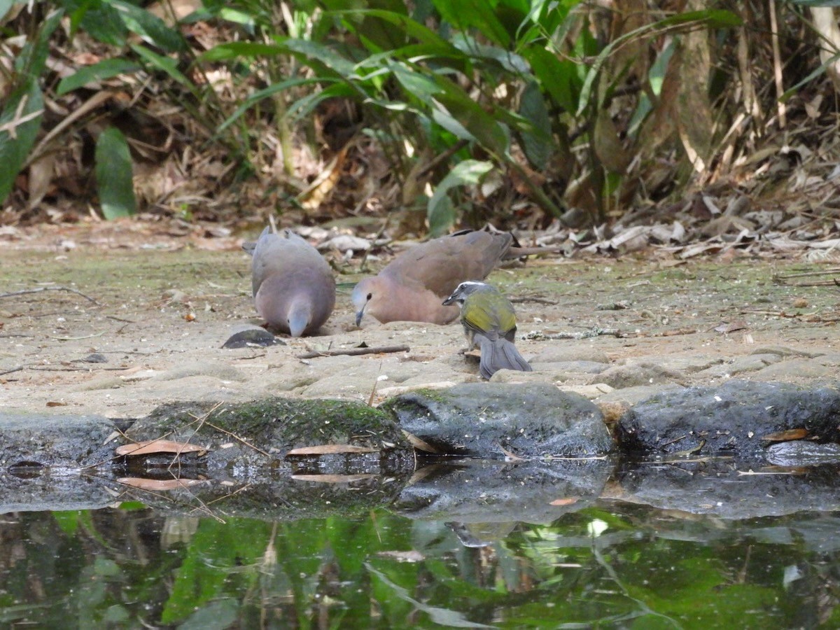 gråpannedue - ML644436345