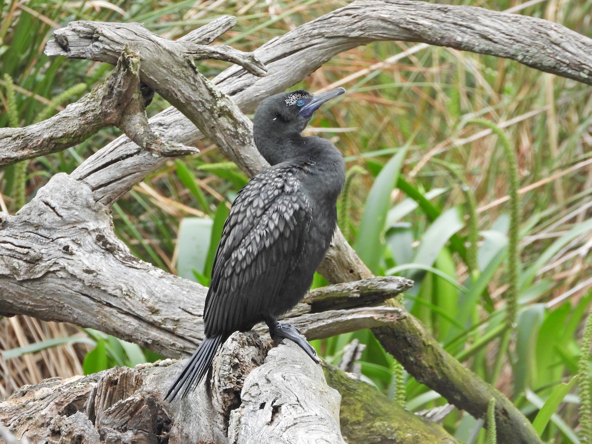 lagfiskeskarv - ML644436353