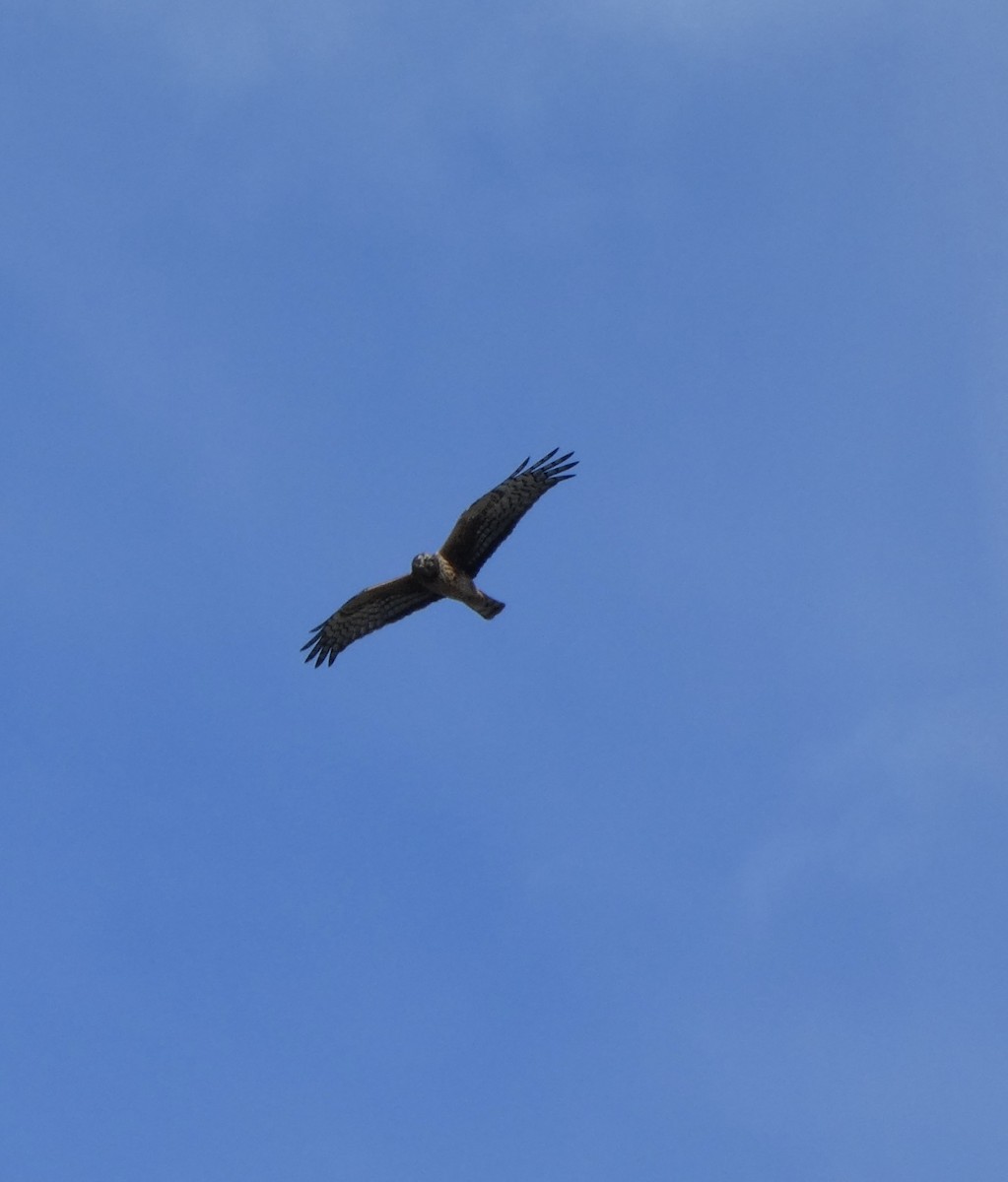 Aguilucho de Hudson - ML644436357